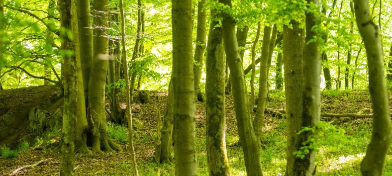 Sonnenbeschienener Wald mit hohen, schlanken Bäumen. Der Boden ist mit grüner Vegetation bedeckt und von Sonnenstrahlen durch das dichte Blätterdach durchzogen. Die Szene wirkt ruhig und lebendig und zeigt die natürliche Schönheit der Waldlandschaft
