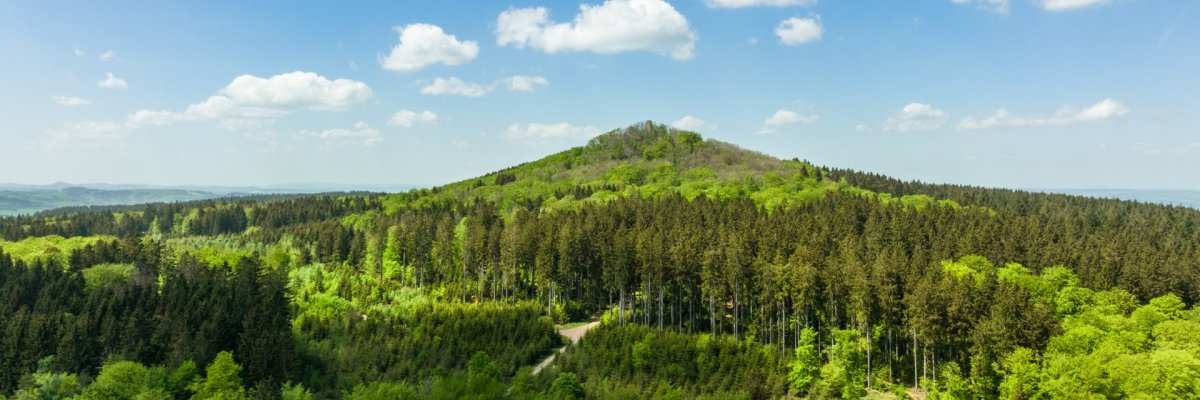 Dichter, grüner Wald mit einem sanften Hügel in der Mitte. Der Himmel darüber ist klar und blau, mit wenigen weißen Wolken. Verschiedene Baumarten bilden eine lebendige, natürliche Landschaft