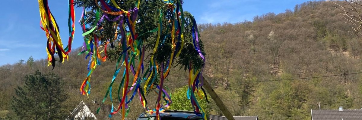 Traktor richtet einen Maibaum mit bunten Bändern auf einer Wiese unter blauem Himmel auf.