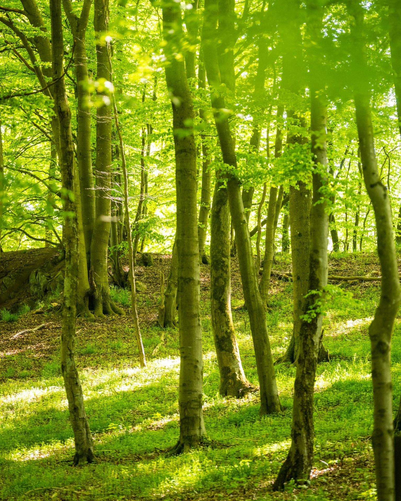 Sonnenbeschienener Wald mit hohen, schlanken Bäumen. Der Boden ist mit grüner Vegetation bedeckt und von Sonnenstrahlen durch das dichte Blätterdach durchzogen. Die Szene wirkt ruhig und lebendig und zeigt die natürliche Schönheit der Waldlandschaft